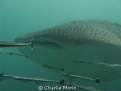 A fantastic whale shark around Kho Phi Phi. Best dive eve... by Charlie Morin 